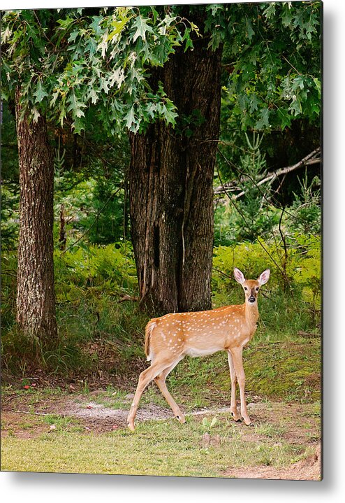 Whitetail Deer Metal Print featuring the photograph Fawn in the Woods Portrait by Gwen Gibson