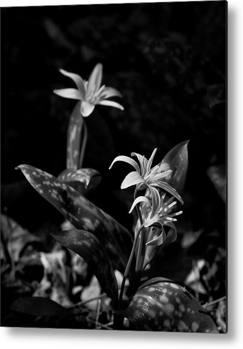 Dogtooth Violet Metal Print featuring the photograph Dogtooth Violet in Black and White by Michael Dougherty