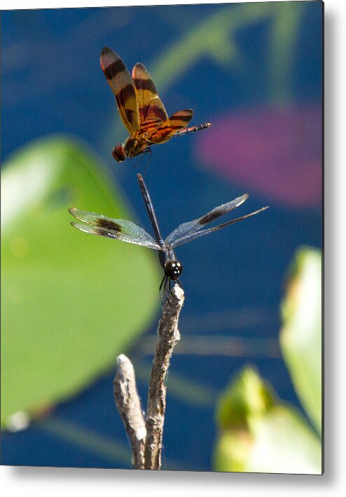 Dragon Fly Metal Print featuring the photograph Dragon Fly 195 by Michael Fryd