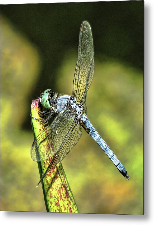 Dragonfly Metal Print featuring the photograph Dragonfly 2 by Helaine Cummins