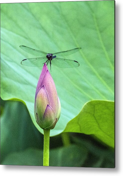 Dragonfly Metal Print featuring the photograph Dragonfly Landing on Lotus by William Bitman