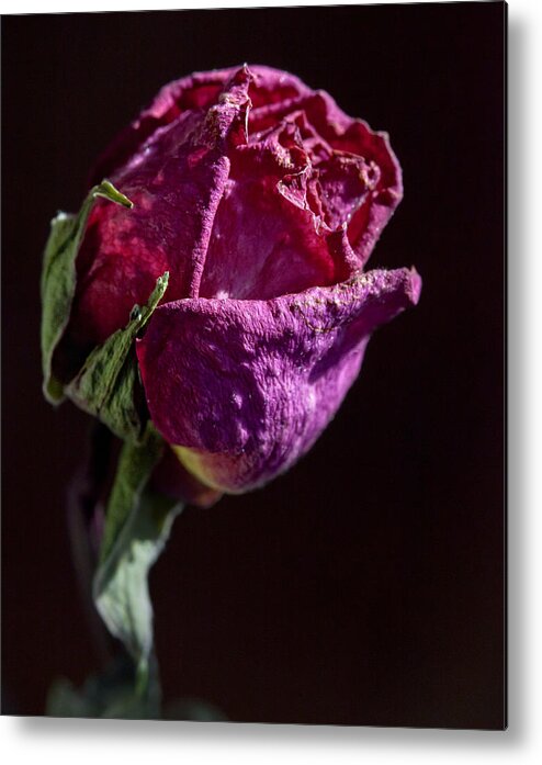 Rose Metal Print featuring the photograph Dried Rose Late in the Afternoon by Robert Ullmann