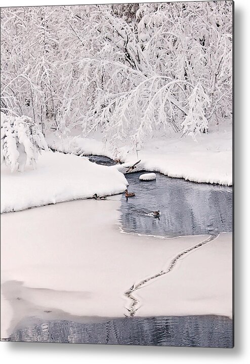Ducks In The Winter Print Metal Print featuring the photograph Ducks Winter Play land Print by Gwen Gibson