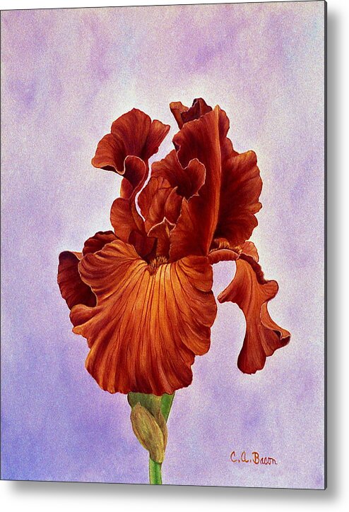 Iris Metal Print featuring the painting Dutch Chocolate Bearded Iris by Charlotte Bacon