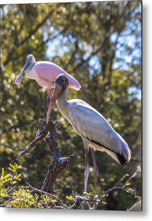 Roseate Spoonbill Metal Print featuring the photograph Dynamic Duo by Patricia Schaefer