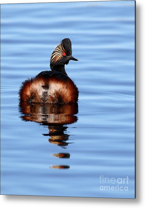Grebe Metal Print featuring the photograph Eared Grebe Reflecting On Calm Water by Max Allen