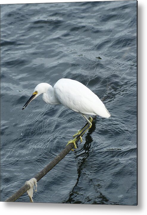 Egret Metal Print featuring the photograph Egret on the Munch by Margie Avellino