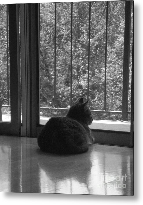Cat Metal Print featuring the photograph Eliza by Cat Rondeau
