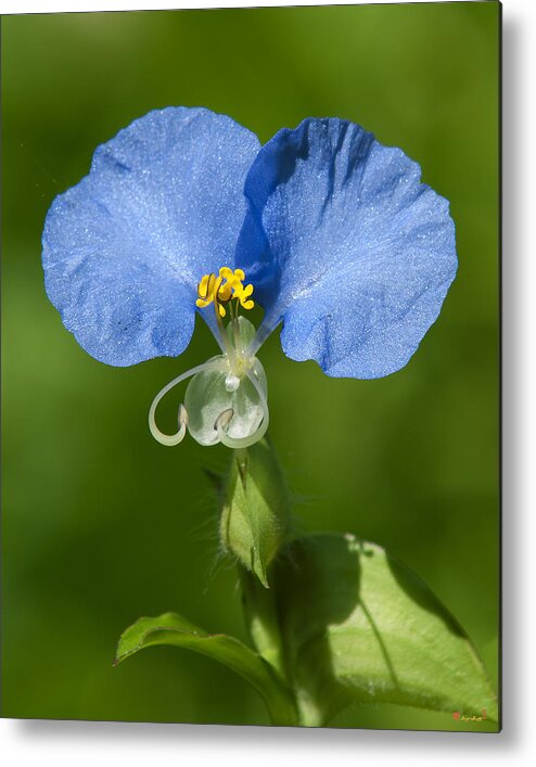 Nature Metal Print featuring the photograph Erect Dayflower DSMF0300 by Gerry Gantt