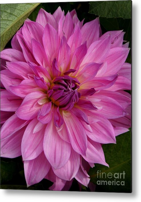 Dahlia Metal Print featuring the photograph Exquisite by Patricia Strand