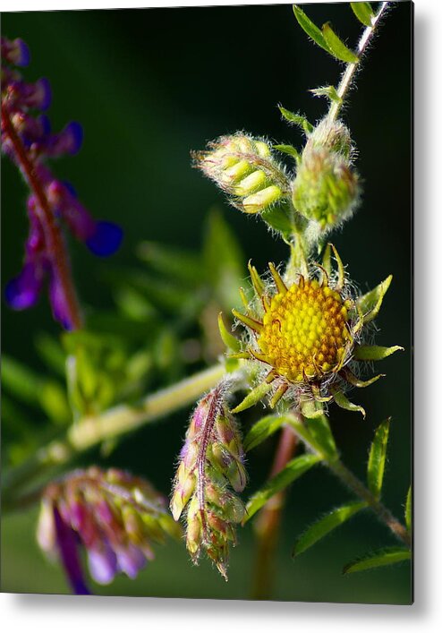 Flowers Metal Print featuring the photograph Eye Candy from the Garden by Ben Upham III