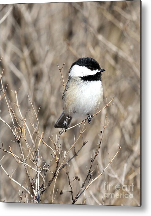 Chickadee Metal Print featuring the photograph Feather weight by Heather King