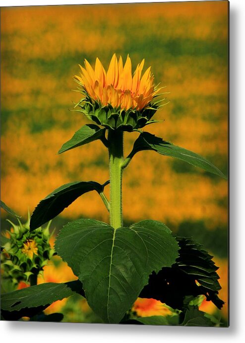 Grinter Metal Print featuring the photograph Field of Gold by Chris Berry