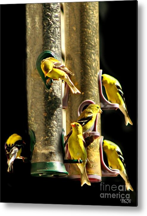 Birds Metal Print featuring the photograph Finch Feeding Frenzie by Barbara S Nickerson