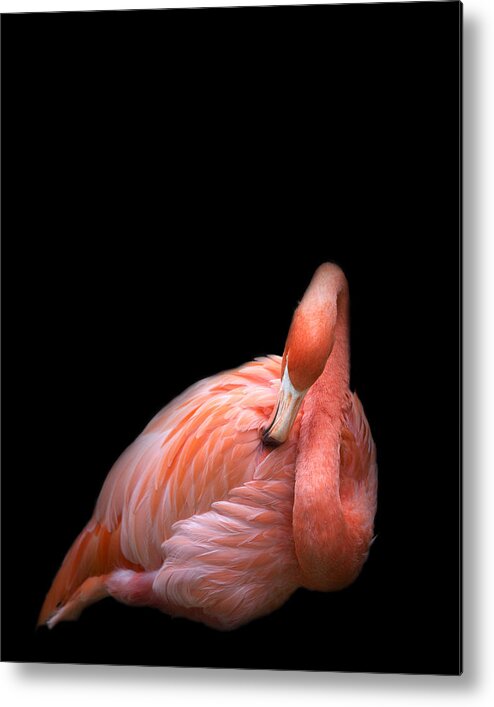 Flamingo Metal Print featuring the photograph Flamingo 2 by Rebecca Cozart