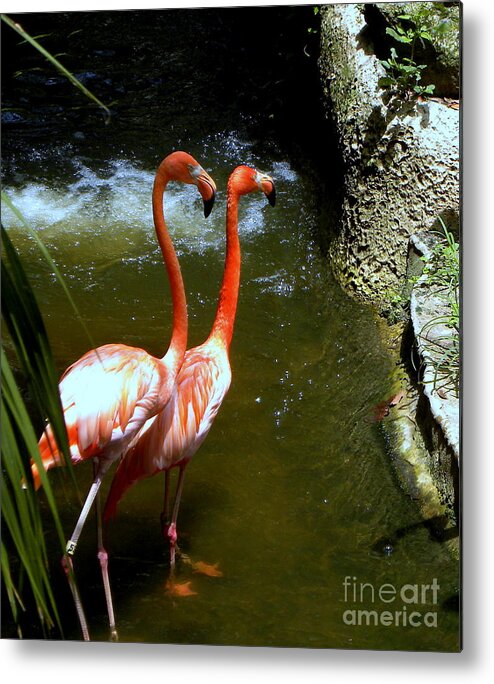 Flamingo Metal Print featuring the photograph Flamingo Pair by Terri Mills
