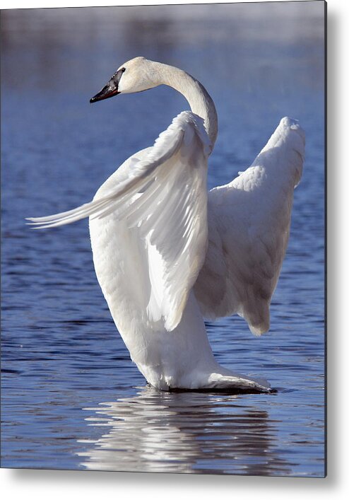 Trumpeter Swan Metal Print featuring the photograph Flapping Swan by Larry Ricker