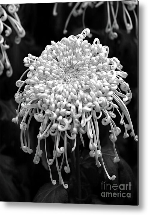 Floral Metal Print featuring the photograph Floral Contrast by Mary Haber