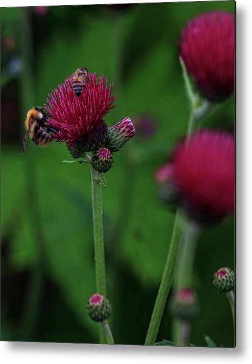 Flowers Metal Print featuring the photograph Flowers and Bees by Robert Pilkington