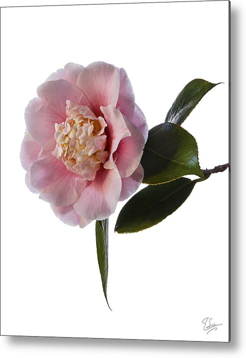Flower Metal Print featuring the photograph Fluffy Pink Camellia by Endre Balogh