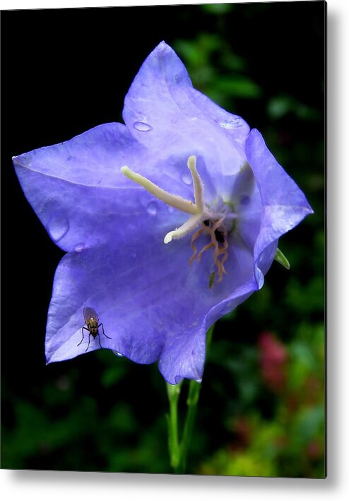 Fly Metal Print featuring the photograph Fly on a Blue Campanula by John Topman