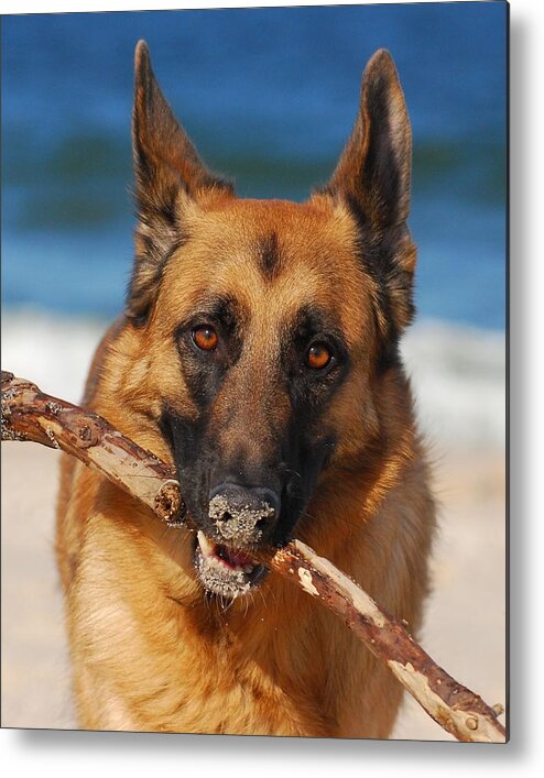 Animals Metal Print featuring the photograph Forrest Fetching - German Shepherd Dog by Angie Tirado