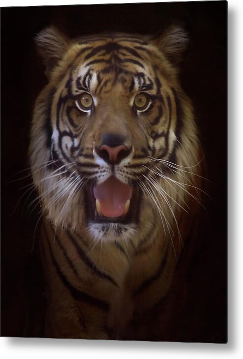 Sumatran Tigers Metal Print featuring the photograph From The Darkness by Elaine Malott