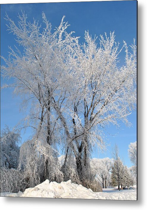 Trees Metal Print featuring the photograph Frosting by Patty Newark