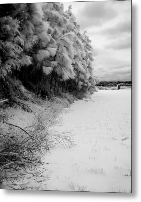 Tree Metal Print featuring the photograph Frosty Treeline by Hayden Hammond