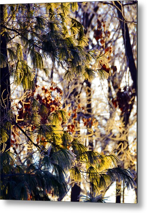 Nature Metal Print featuring the photograph Frozen Pine Sunrise by Sam Davis Johnson