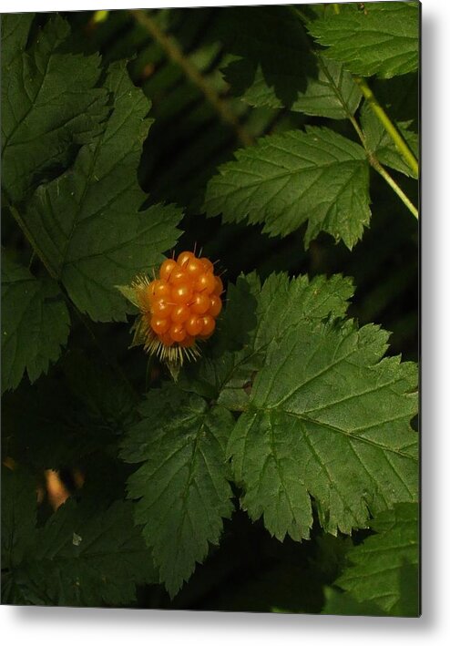 Nature Metal Print featuring the photograph Fruits of the Forest by Charles Lucas