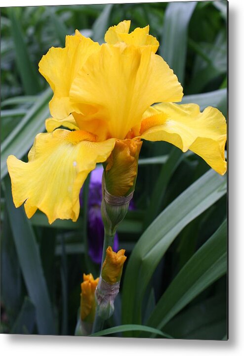 Flora Metal Print featuring the photograph Golden Iris by Bruce Bley