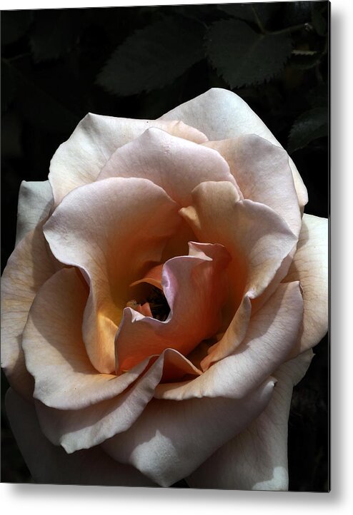 Botanical Metal Print featuring the photograph Golden Rose Unfurled by Richard Thomas