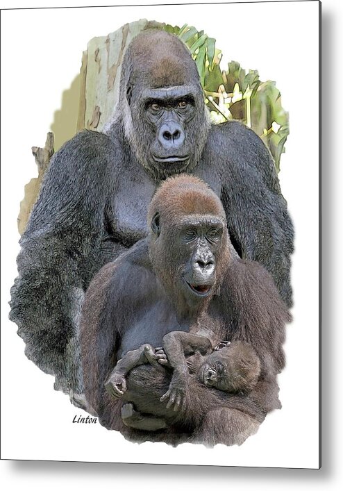 Gorilla Metal Print featuring the photograph Gorilla Family Portrait by Larry Linton