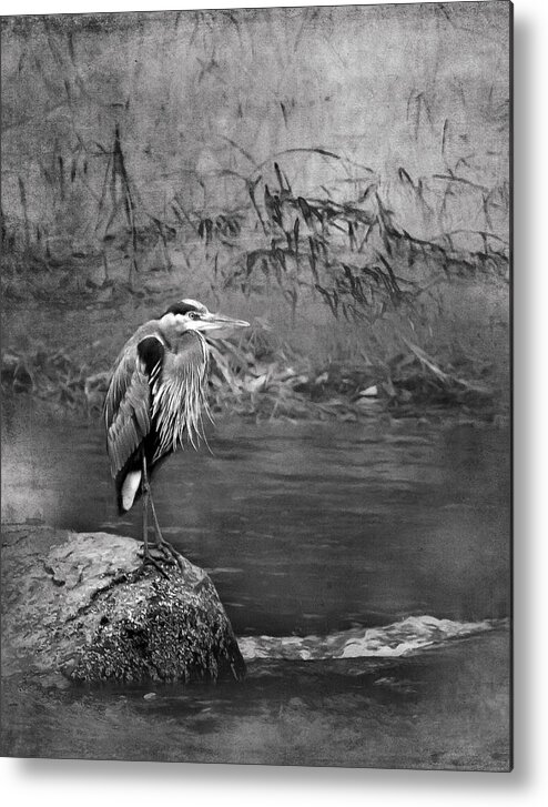Great Blue Heron Metal Print featuring the photograph Great Blue Heron on a Rock bw by Belinda Greb