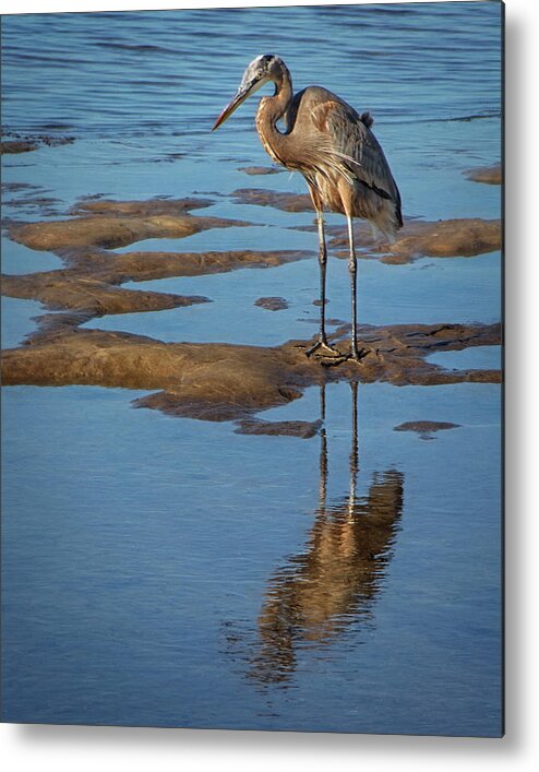 Bird Metal Print featuring the photograph Great Blue Heron Reflected at Low Tide by Mitch Spence