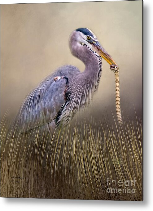 Herons Metal Print featuring the photograph Great Blue Heron With Lunch by DB Hayes