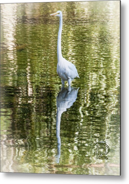 Great Egret Metal Print featuring the photograph Great Egret by Daniel Hebard