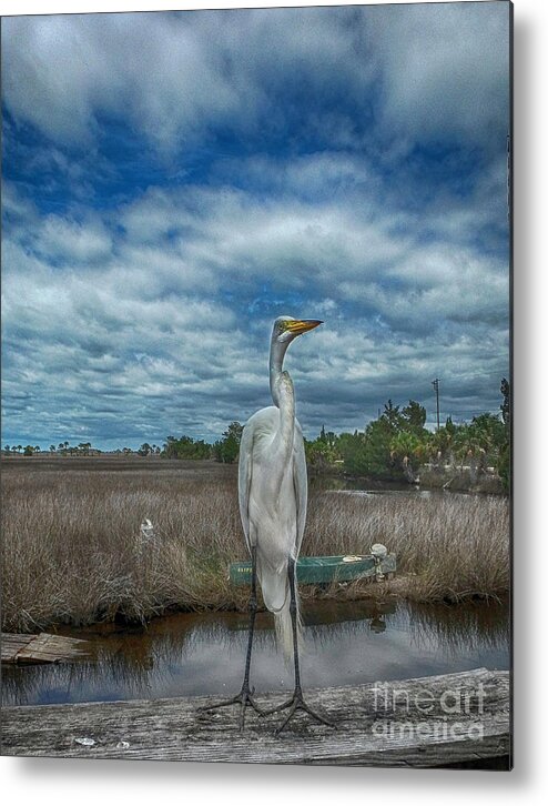 Egret Metal Print featuring the photograph Great Egret by Judy Hall-Folde
