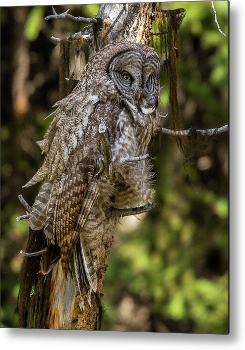 Windy Metal Print featuring the photograph Great Grey Owl In Windy Spring by Yeates Photography