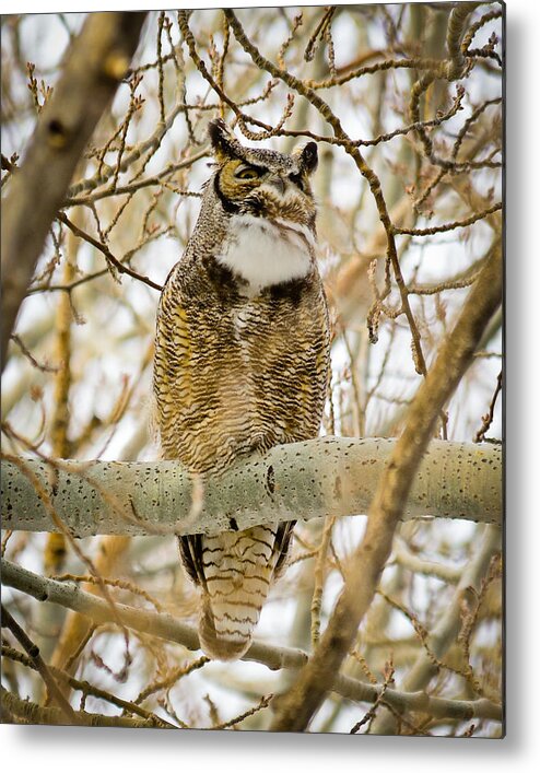 Great Horned Owl Metal Print featuring the photograph Great Horned Owl by Greg Norrell