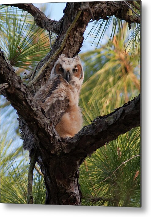 Owl Metal Print featuring the photograph Great Horned Owlet by Paul Rebmann