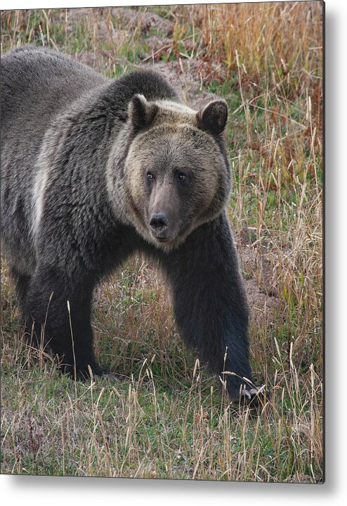 Mark Miller Photos. Grizzly Metal Print featuring the photograph Grizzly Bear in Fall by Mark Miller