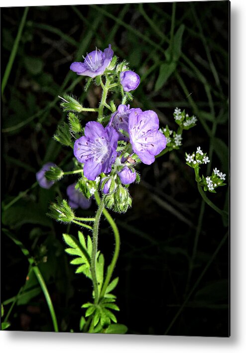 Hairy Phacella Metal Print featuring the photograph Hairy Phacella Wildflowe by Michael Dougherty