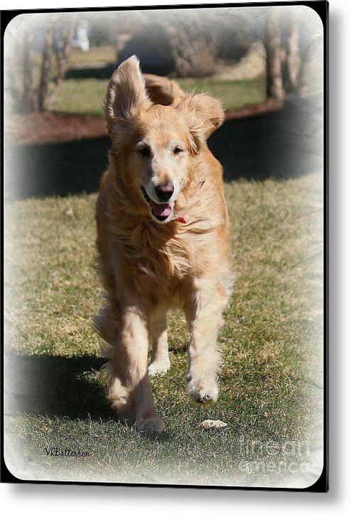 Golden Retriever Metal Print featuring the photograph Happiness by Veronica Batterson