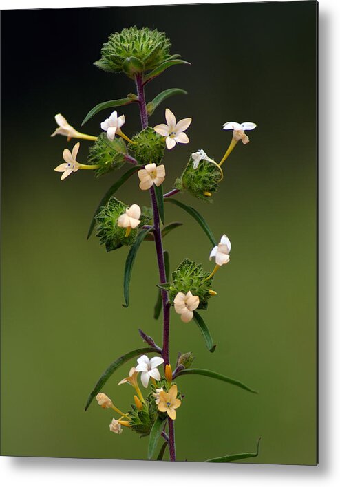 Nature Metal Print featuring the photograph Happy Flowers by Ben Upham III