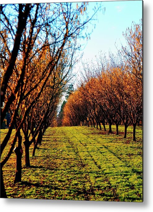 Nature Metal Print featuring the photograph Hazelnut Orchard 21578 16X20 by Jerry Sodorff
