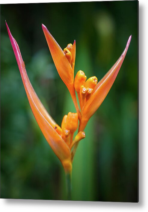 Colombia Metal Print featuring the photograph Heliconia Flower La Macarena Colombia by Adam Rainoff