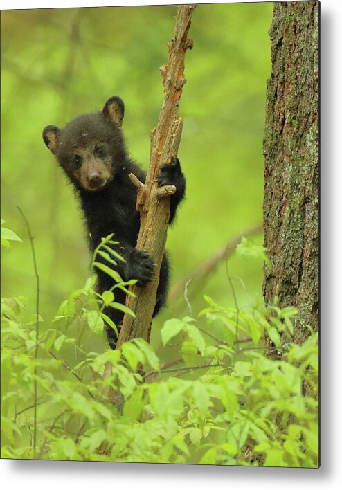 American Black Bear Metal Print featuring the photograph Hello There by Coby Cooper