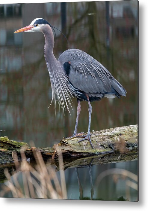 Heron Metal Print featuring the photograph Heron fishing at Devonian Harbour Park by Michael Russell